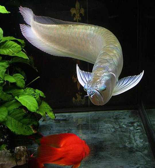 国内名贵的观赏鱼,国外泛滥成灾,吃过它的朋友味道如何呢?