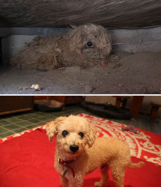 看到一组流浪狗被收养后的对比图!_新浪看点