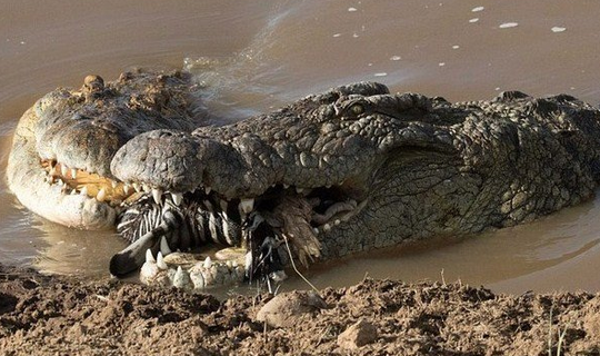 现存世界上最大的鳄鱼,一口生吞整只成年斑马
