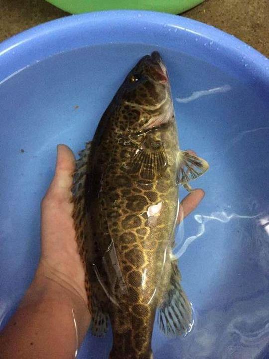 大江垂钓,珍稀鱼种繁多,钓上很多花斑鱼!