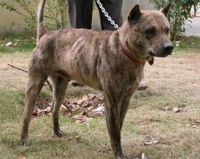 曾为清代乾隆御园猎犬,或许很多人都没见过