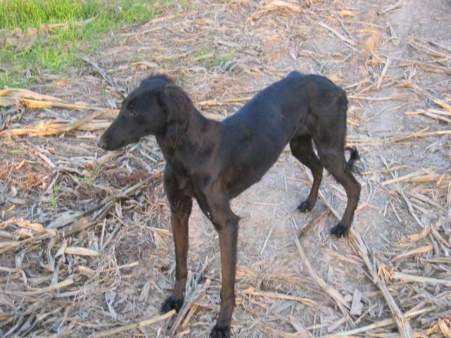 二郎神的"哮天犬"到底是什么狗?