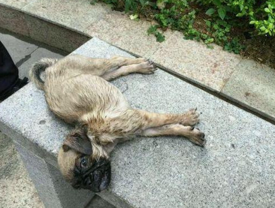 流浪狗只因舔了男子一下鞋子,却被残忍的虐打致死,众人集体谴责