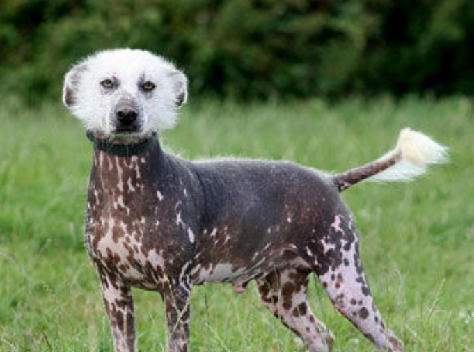 三种至少存在6000年古老的犬,一只也要十几万!