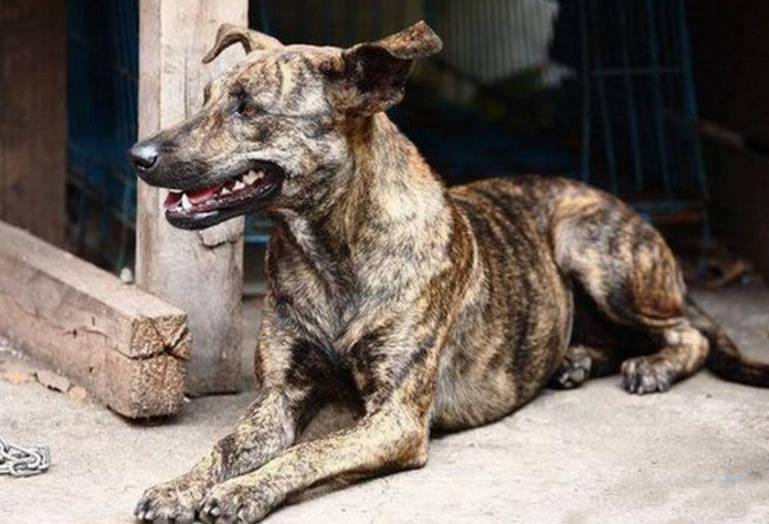 曾为清代乾隆御园猎犬,或许很多人都没见过