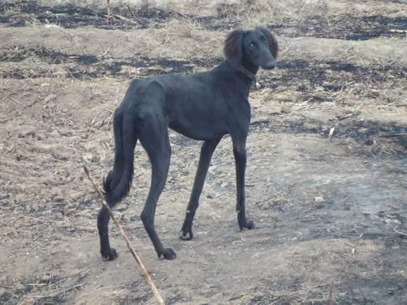天犬|二郎神|细犬_新浪网