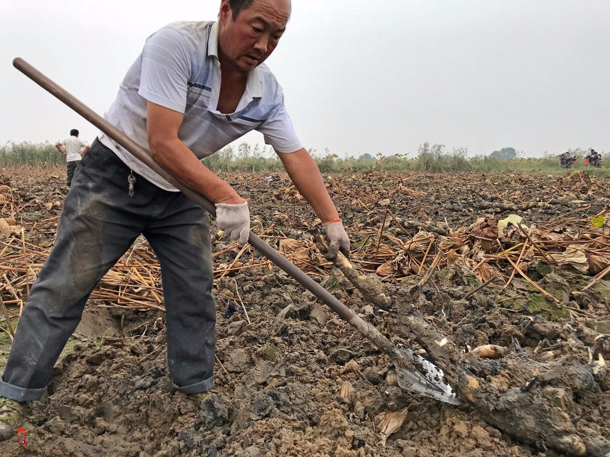 挖一斤莲藕挣5毛,6旬挖藕人遭城里游客围观