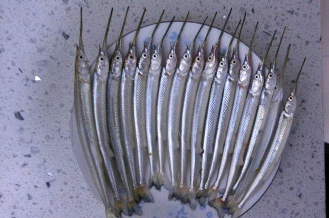 它是大海中的白条鱼我们这里叫做吹火筒