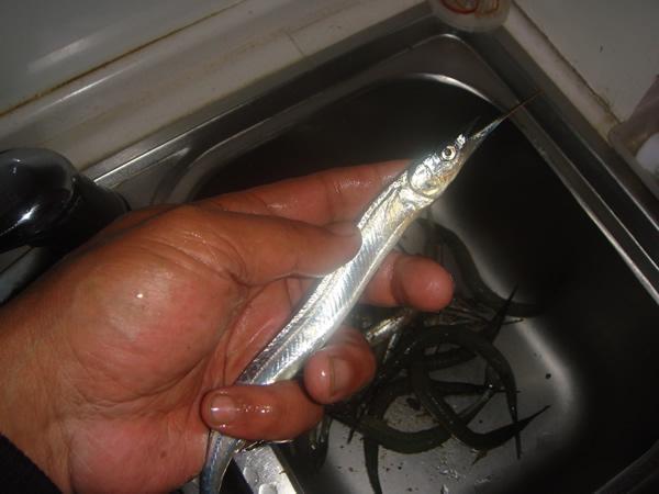 它是大海中的白条鱼我们这里叫做吹火筒