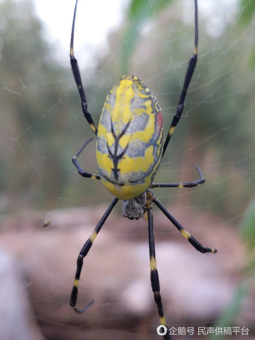 罕见彩色蜘蛛现身山东滨州 腹部画京剧脸谱