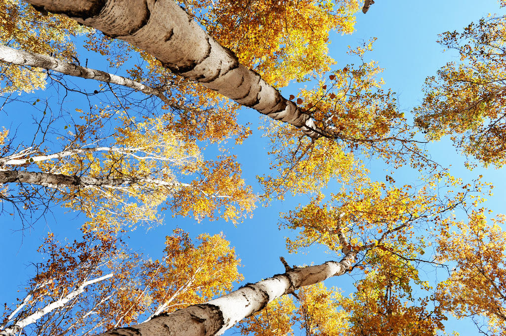 十一长假去哪玩 中俄蒙三国交界处看白桦林,再不去马上下雪了!