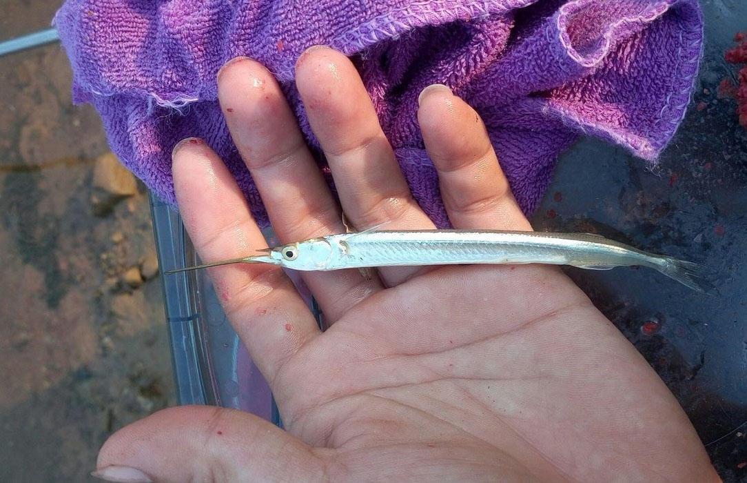 它是大海中的白条鱼我们这里叫做吹火筒