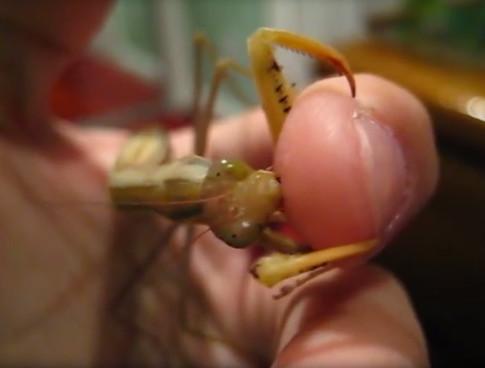 如此奇葩的动物被当成宠物养,网友表示难以理解