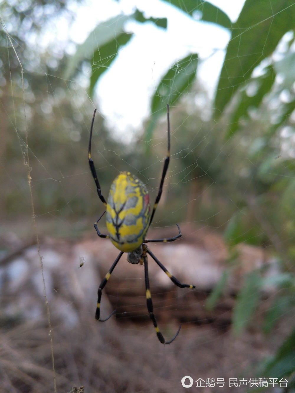 罕见彩色蜘蛛现身山东滨州 腹部画京剧脸谱