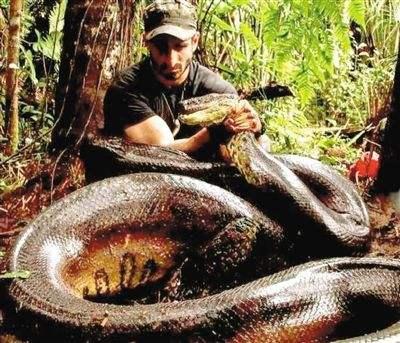 大蛇称为蟒大蟒称为蚺世界上最大的恐怖巨型蛇