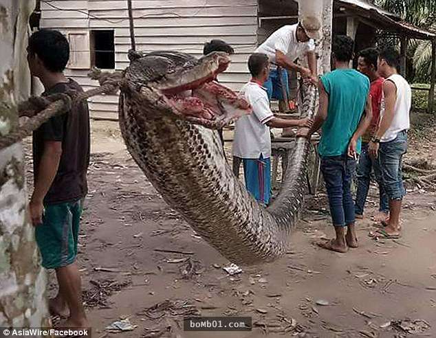 回家途中遇到7米长大蟒蛇立马上演生死大战