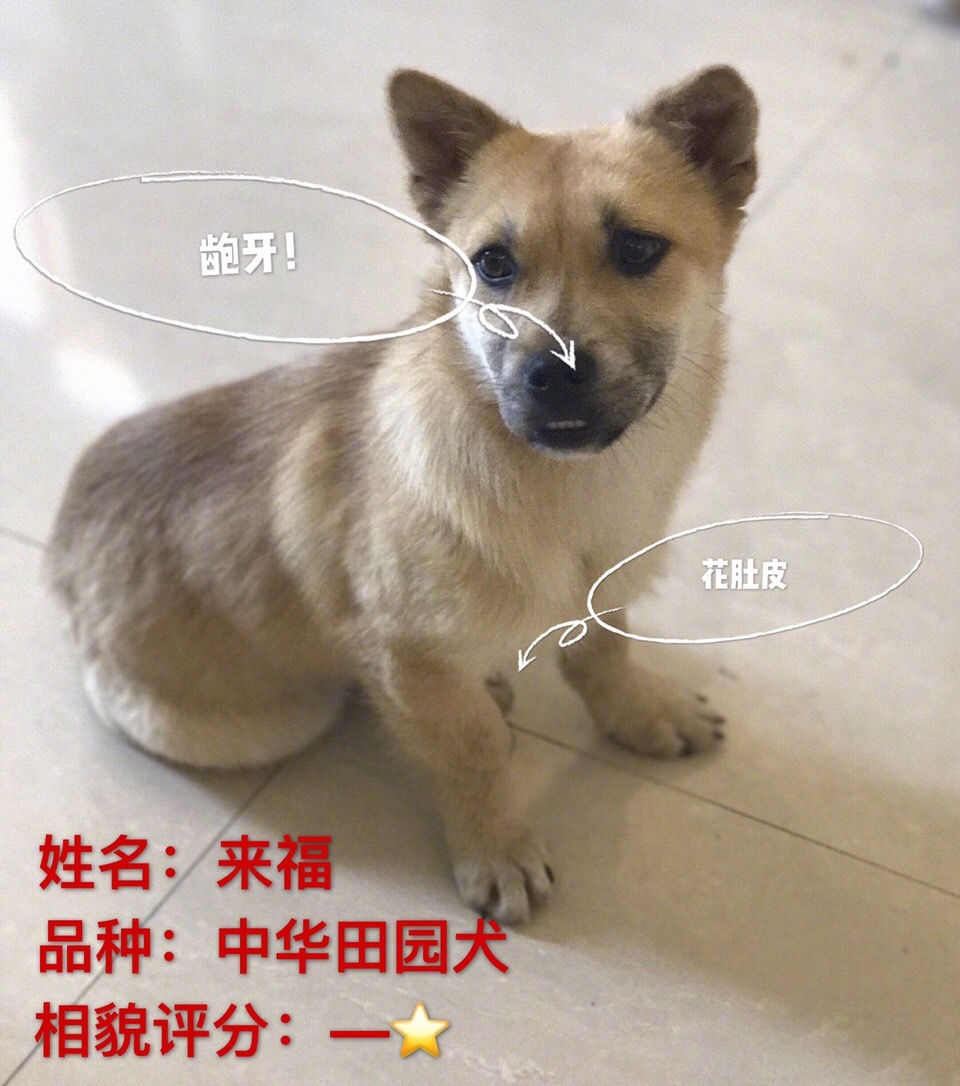 女明星的爱宠竟是一条土狗