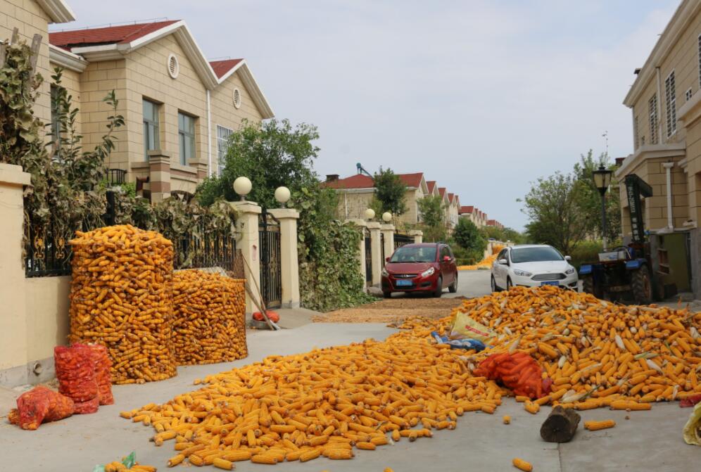 風光背後的心酸:建設新農村農民住上樓,小區裡都是玉米無處安放