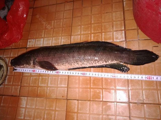 这种泰国鳢鱼可别小瞧它,在乡村的臭水沟里都能够顽强存活