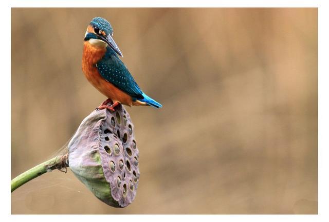 点翠中的"翠"指的就是翠鸟的羽毛,点翠工艺就是先用金或镏金的金属