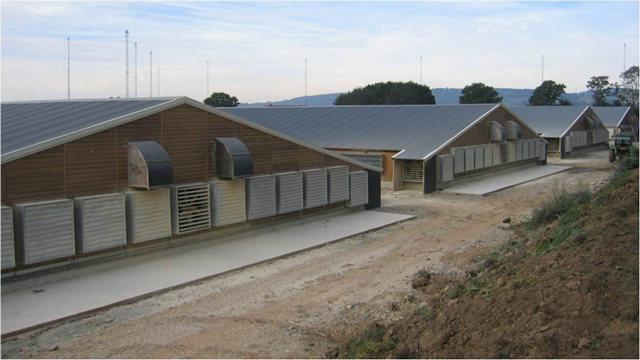 鸡舍较短,在通风设计上很多人都会犯错