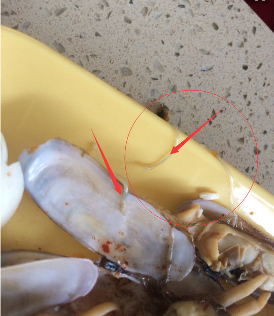 一种线虫活的线虫还有食欲吗?这个相信很多人都生吃过吧?