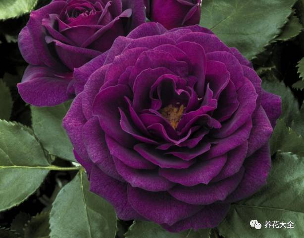 凯瑟琳·莫莉康帕内拉桃色慷慨的园丁蜂蜜香水柯莱特可爱多杰夫