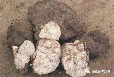 葵树果和鸡内金煮水什么功效？