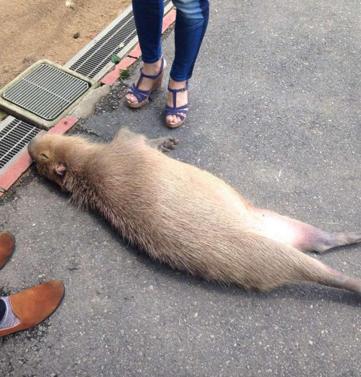 日本网友发现公园大路上躺着一只水豚,凑近一看才发现被骗了