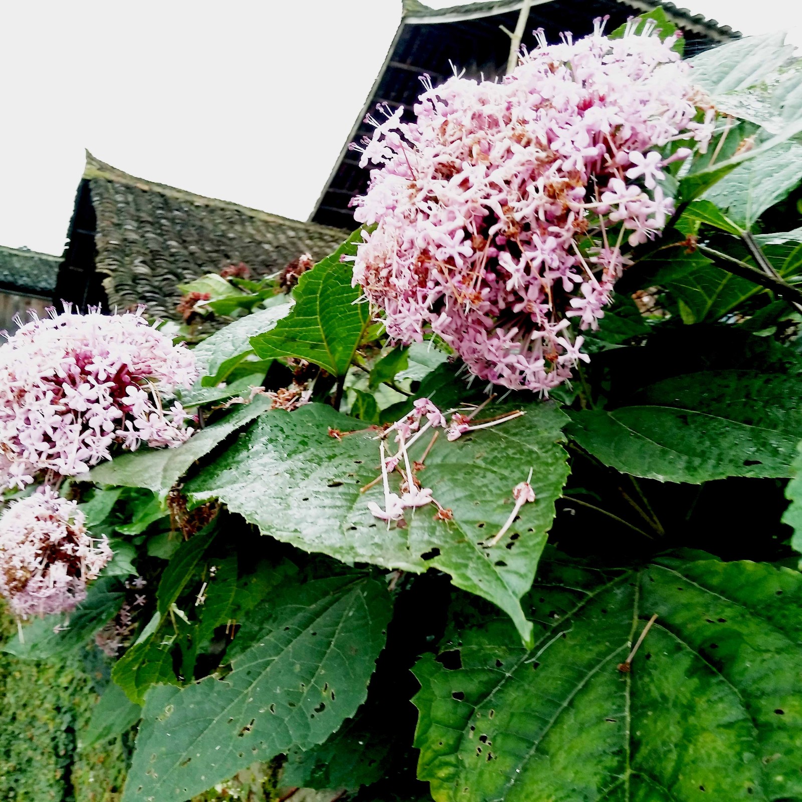 这种植物不愧为"仙草"美誉 以臭而芳香土方良药