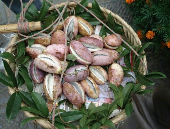 这看上去像葱又像毛毛虫的鬼东西,你敢吃吗?这是一种野味哟!