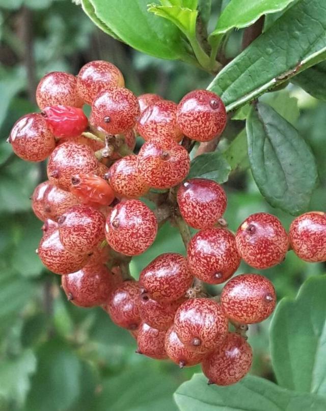 怀念这六种儿时的味道,有些现在已经很难找到了|果实|野果|味道_新浪