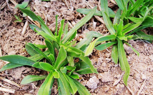 这就是乡下最常见的一种野菜,叶子宽宽的,有的地方叫面条菜,又叫香炉