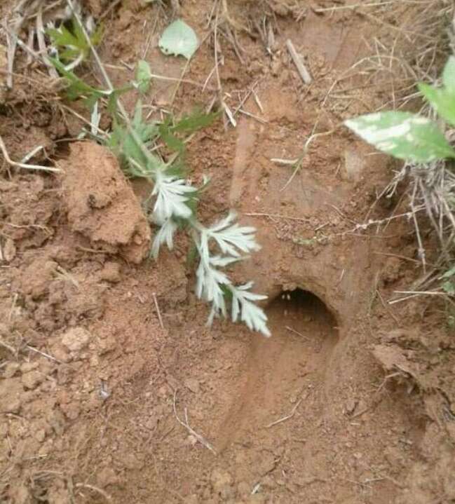 农村长在地里的野味,看似恶心,吃起来很有营养!