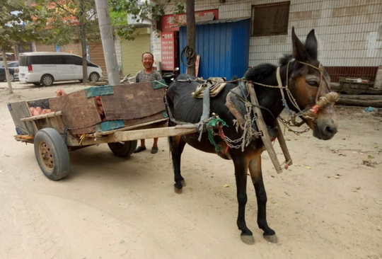 这样倒货, 你考虑过驴的感受么?