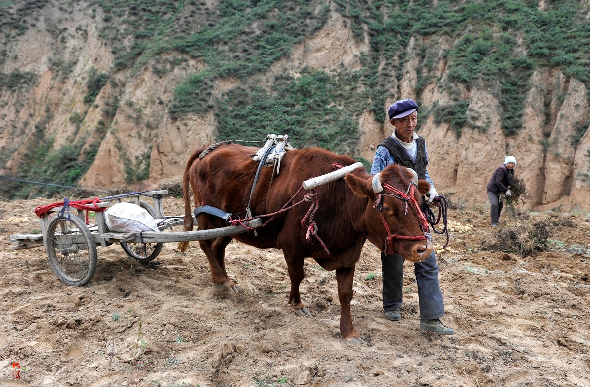 米脂汉种土豆自用不卖曾两次上电视家里大车小车都有