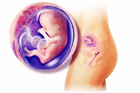 十一周胎儿图片图片