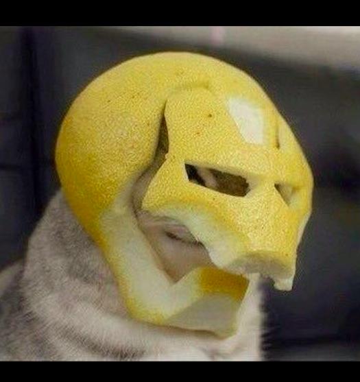 主人用吃剩下的柚子皮,给猫咪做了个钢铁侠面具,这造型太萌了!