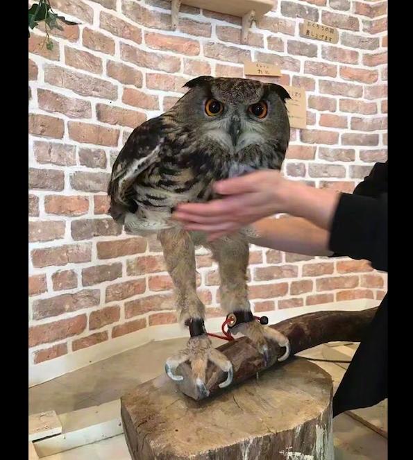 以为猫头鹰很矮,结果把毛往上一提立马露出大长腿,深藏不露啊!