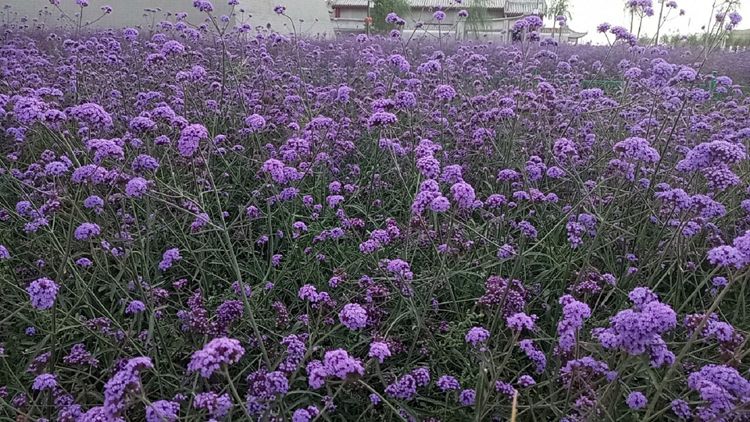 国庆节自驾实测最受欢迎的两个导航APP：越专业，越安心