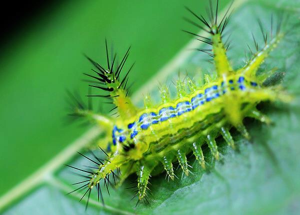 农村常见害虫"洋辣子",1斤200块!这些"害虫",竟也是美食!