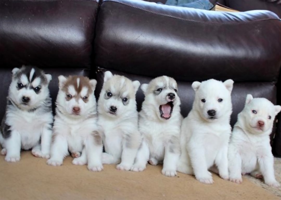 刚生下来的一窝小狗,颜色一个比一个淡,难道是妈妈墨水用光了?