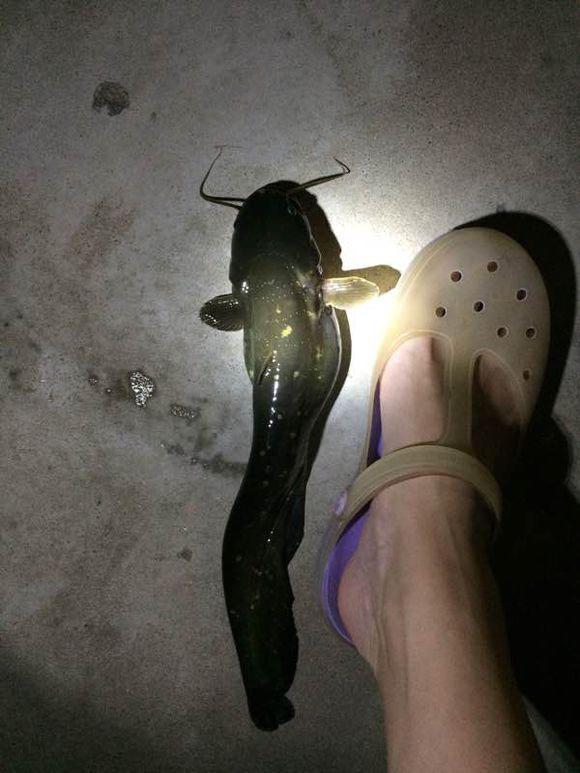 7根海竿夜钓擒获大鱼, 这些野生鲶鱼的籽怎么是绿色的