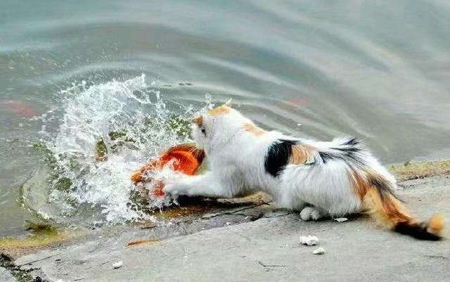 平日嘴馋的猫变得不爱吃饭,跟踪后发现原因是这样!