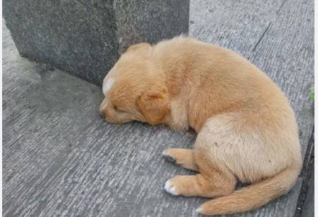 小黄狗被抛弃后一直看着主人离开的方向,表情让人心碎