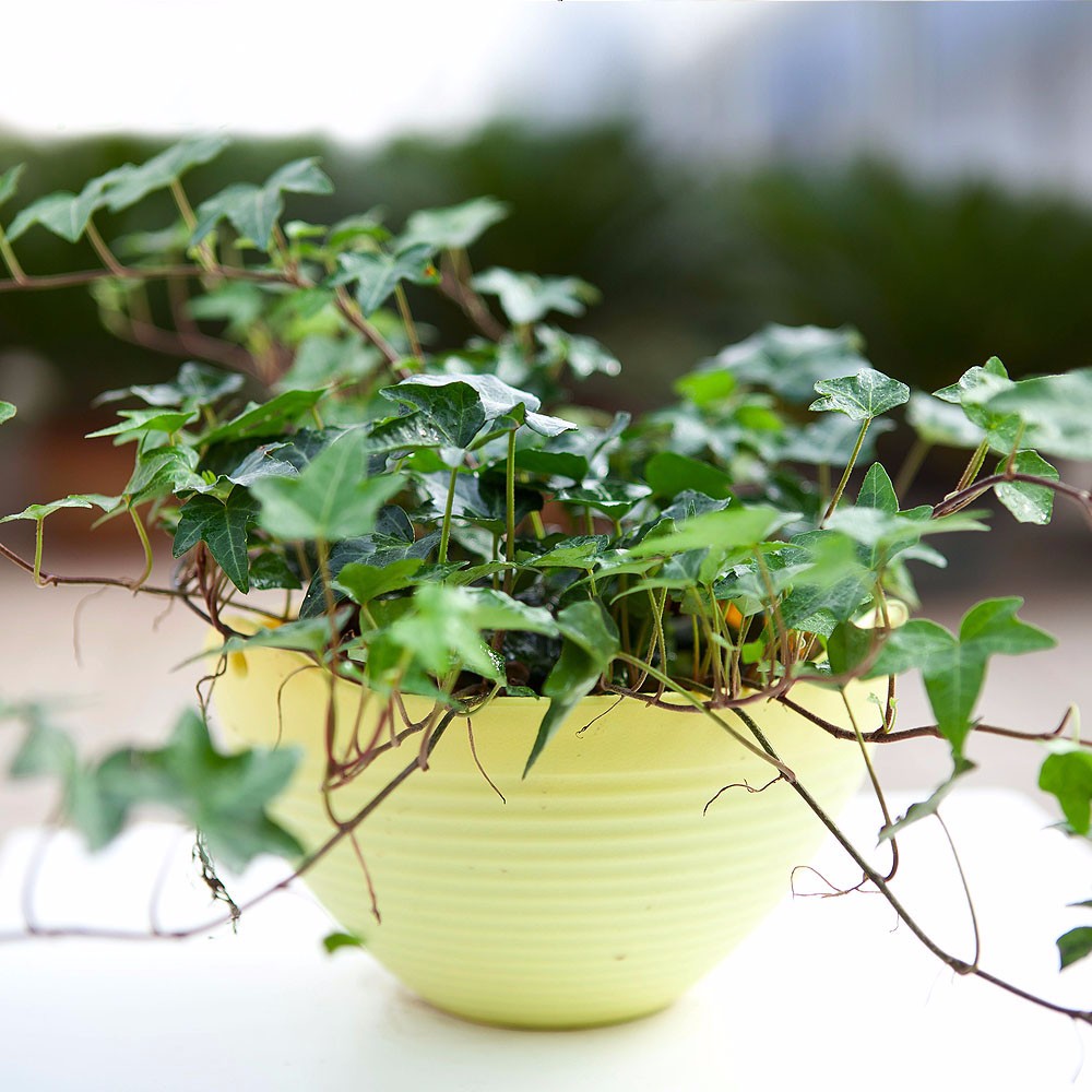 盘点极易存活适合懒人在家养殖的水培植物