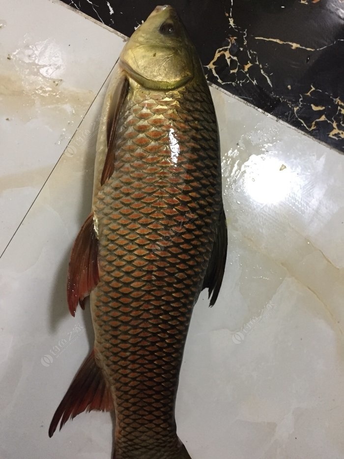 2017年10月09日 12:30 钓  场:乌江偏岩河 饵  料:老鬼 鱼  种:鲤鱼