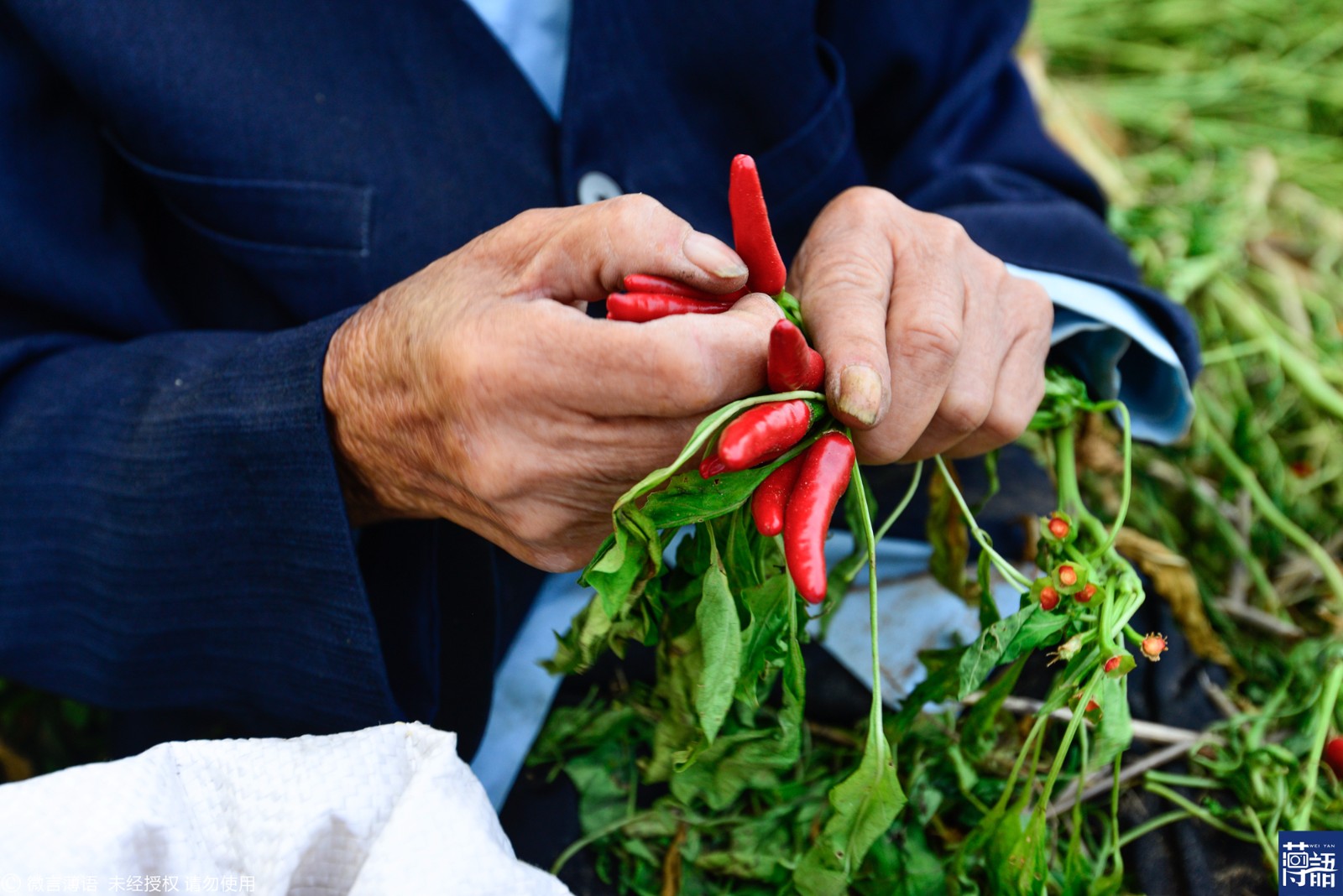 八旬老人自带午饭摘辣椒 一天赚10元