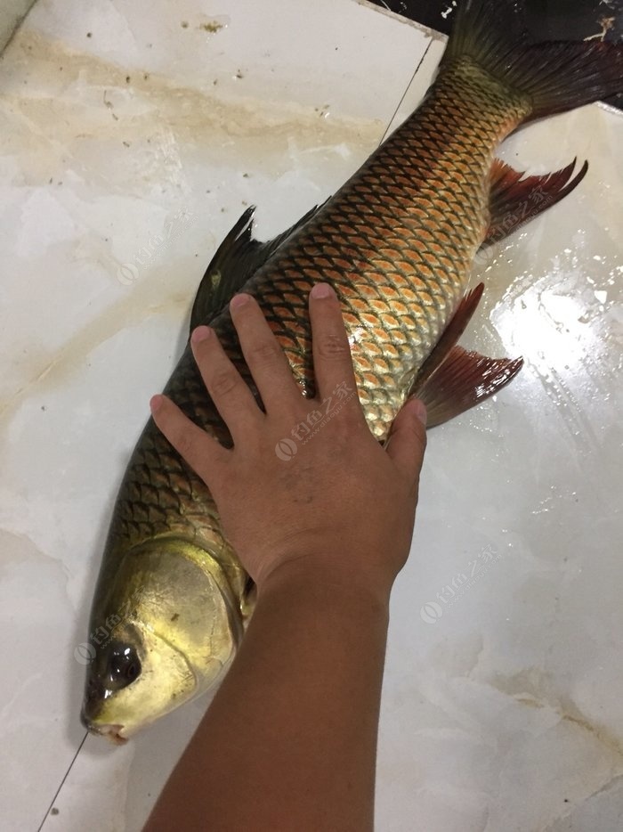 4m 钓竿品牌:戴家 大圣归来 野钓乌江偏岩河,斩获5斤红磷大