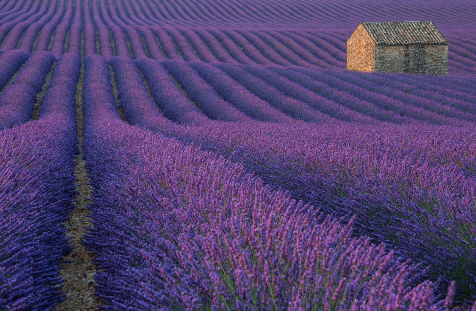 普罗旺斯薰衣草(普罗旺斯薰衣草几月开)